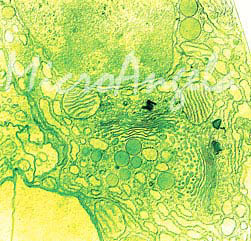 Copepod Golgi
