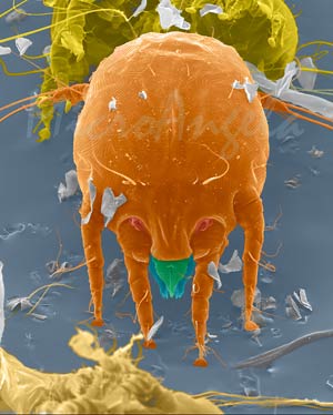 Ear Mite