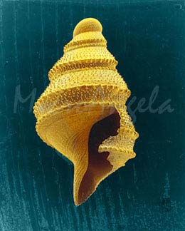 Micromollusk